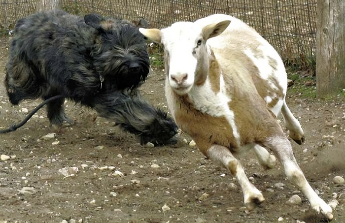 Овечка, не будь бараном, заходи в загон!