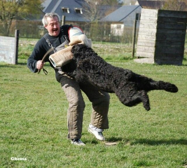 А ещё бувье используют в охране. Псы отлично охраняют собственность, если их хорошо натренировать.