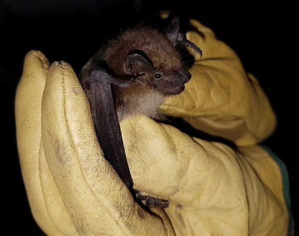 Лучше мышка в руке, чем журавль в небе. Так же в этой поговорке говорится?