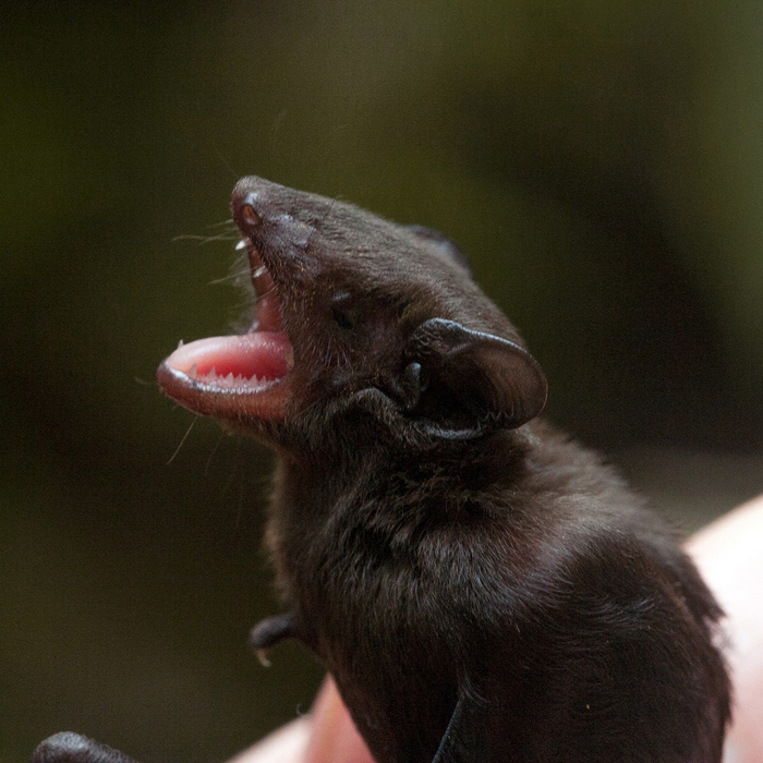 Мам, а когда варишь макароны, их нужно закидывать до того, как вода вскипела, или после?