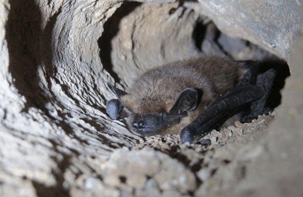 Давайте дружно позавидуем кожану. Ему нужно вставать за зиму всего 5 раз, а нам — каждый день!