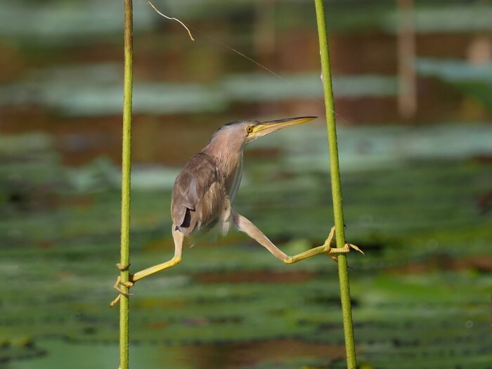 Знаменитая птица которую боятся опытные охотники Биология, Животные, Вокруг света, Природа, В мире животных, Птицы, Хищные птицы, Фотография, Гифка, Длиннопост, Выпь