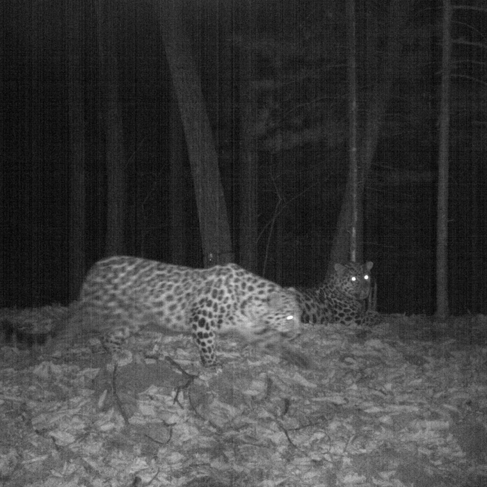 Свидание Leo 244F с самцом дальневосточного леопарда
