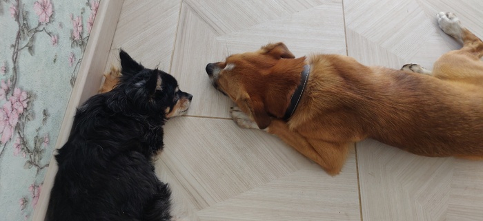   -  1.5 , .    -   - 16 , -    .