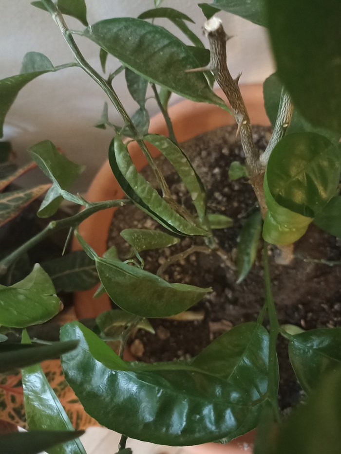      ,     ,     - .         . ,   -       