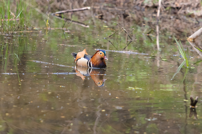 снято: Canon EOS 90D + объектив кенон 70-200