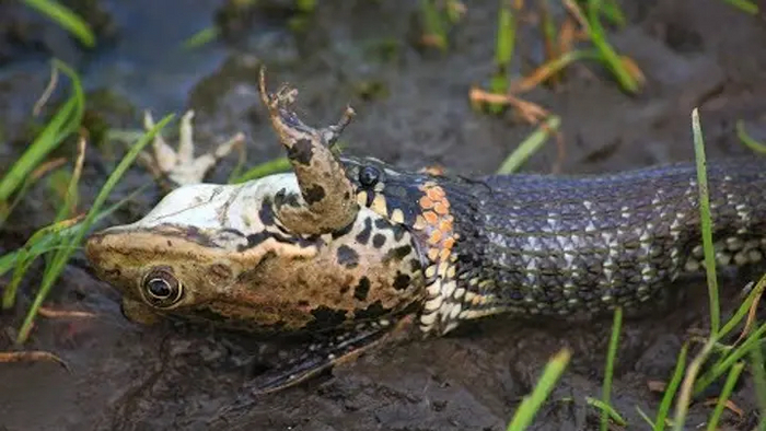 Когда кусочек шашлыка оказался слишком большим, чтобы заглотить его целиком, но отступать уже некуда.