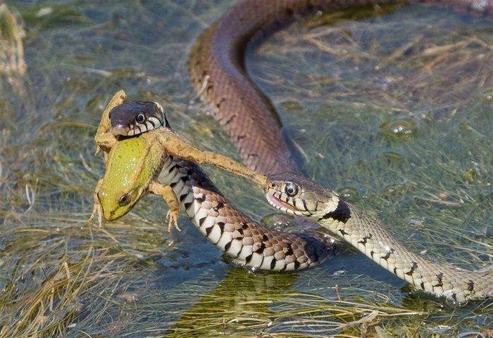 — Дорогая, я же предлагал взять тебе покушать! А теперь ты воруешь у меня еду. — Но я же не знала, что она будет такая вкусная!