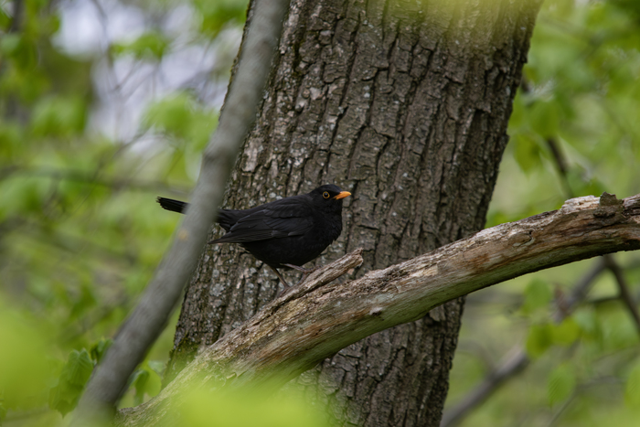 Фотоохота 12.05.2024