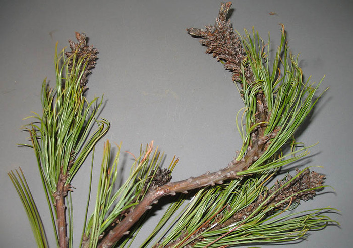 ����� ��������� ������������ �� ����������