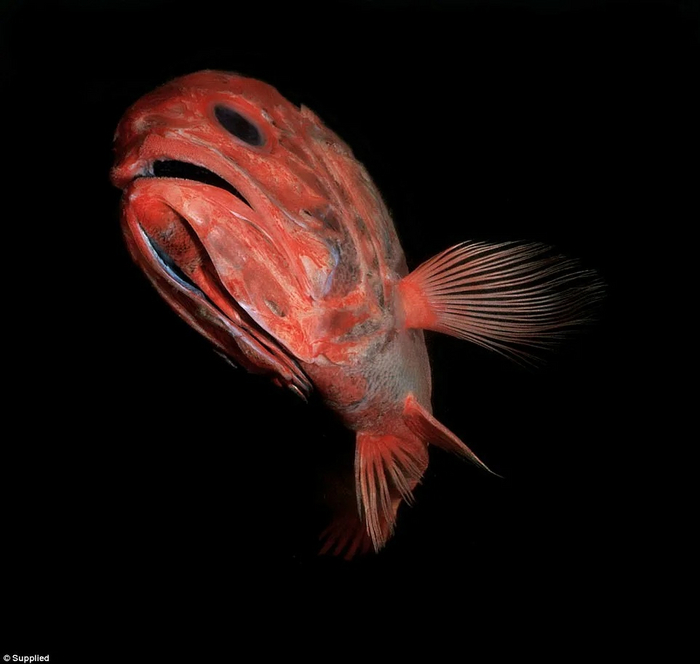   ,     ,  ,   ...   ?  31.