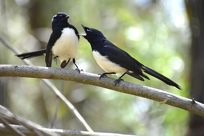 Да, друг с другом они тоже ругаются.