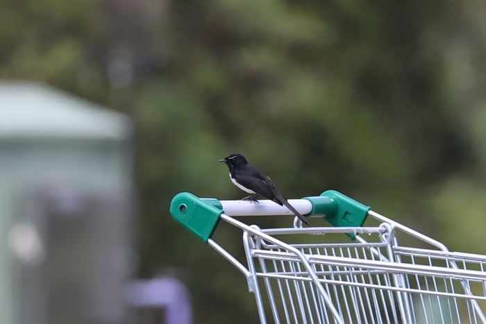 Опять жуков не наловил. Пришлось заходить в Пятёрочку...