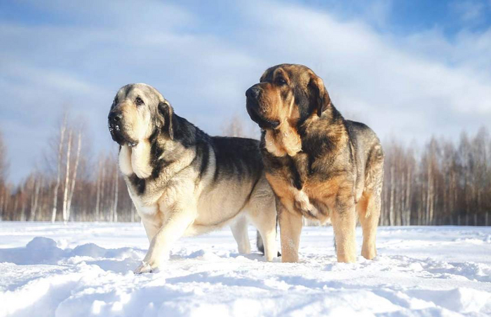 Хотел бы потрепать складки этого гиганта вживую!