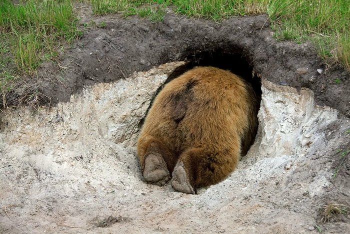 Помогите, я застрял в норе у кролика!