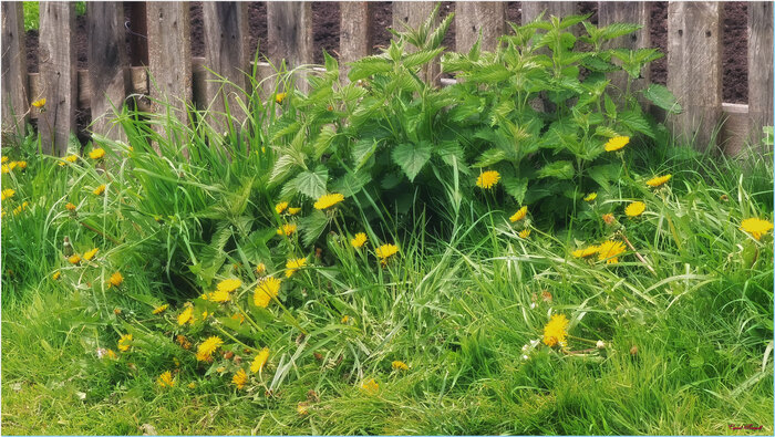 Весеннее деревенское