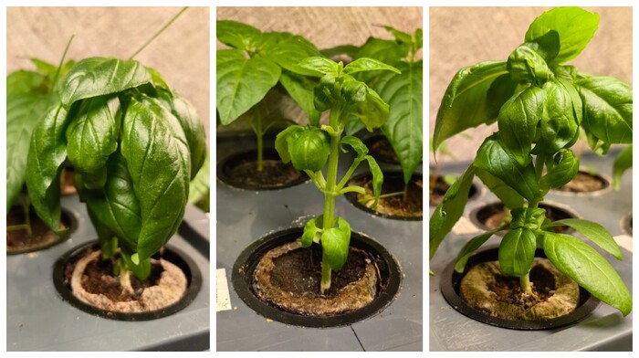 �����-�������: ������� �� ���������� - ������� ����� ���������� ��� ������ ����� - ������� �������