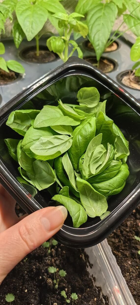 ������ :)