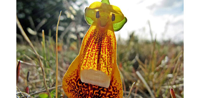 (На самом деле, это растение, конечно же — Calceolaria Uniflora)