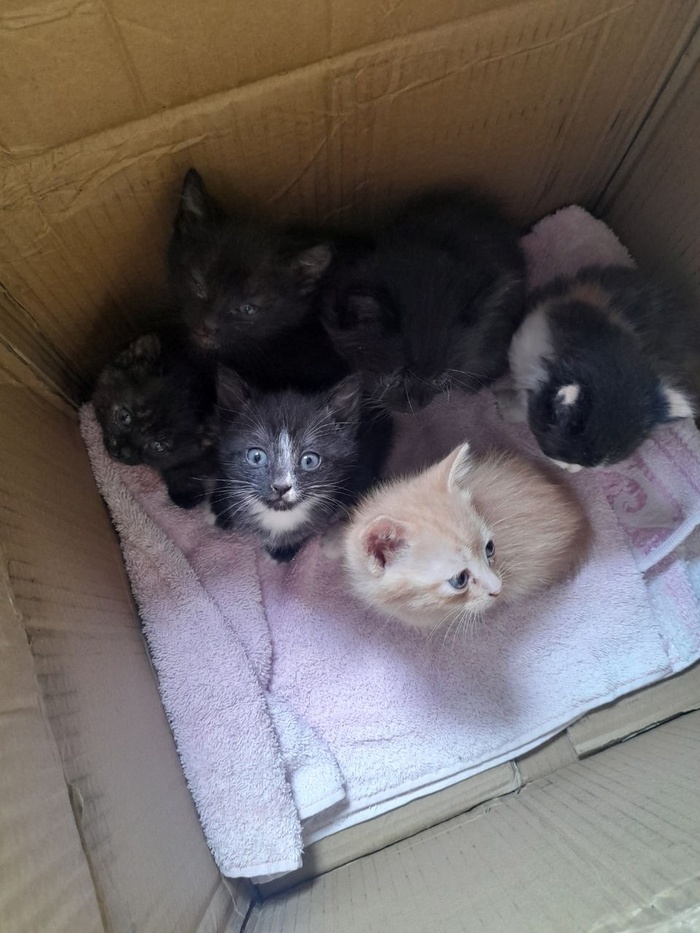 Посадила в коробку. Один ооочень шипел и даже пытался укусить.