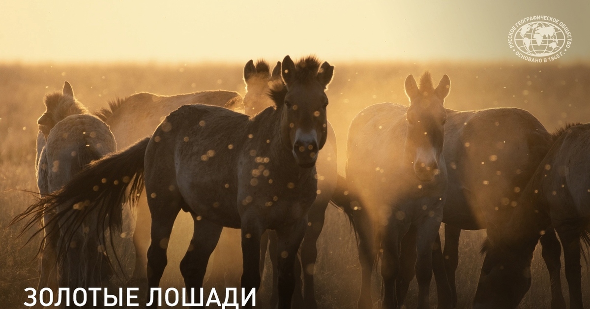 Купить Лошадь Оренбургской Области Avito