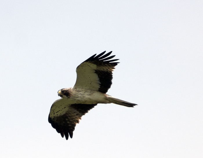 �������, ���.