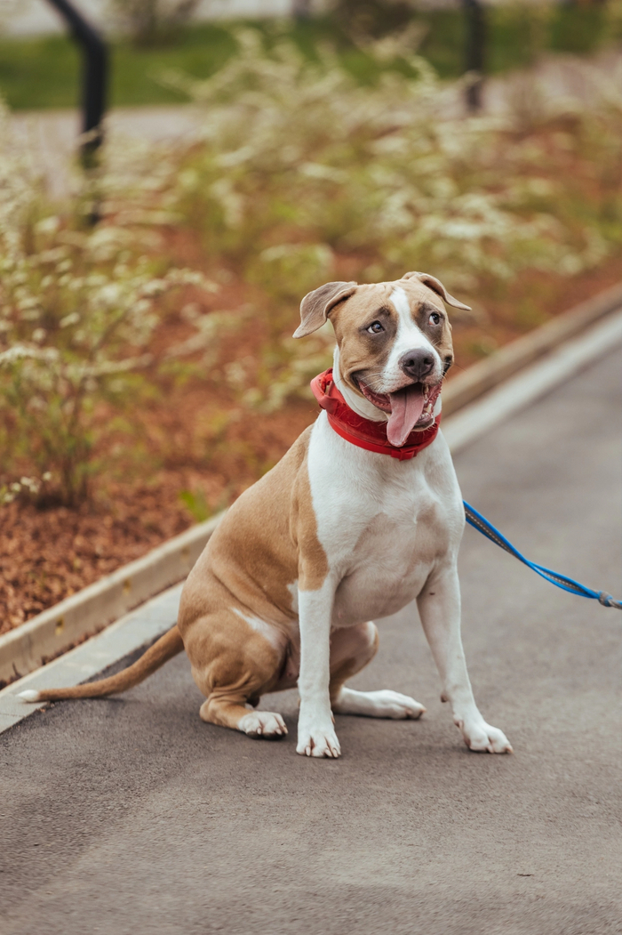 (Собака моя, фото делала не я)