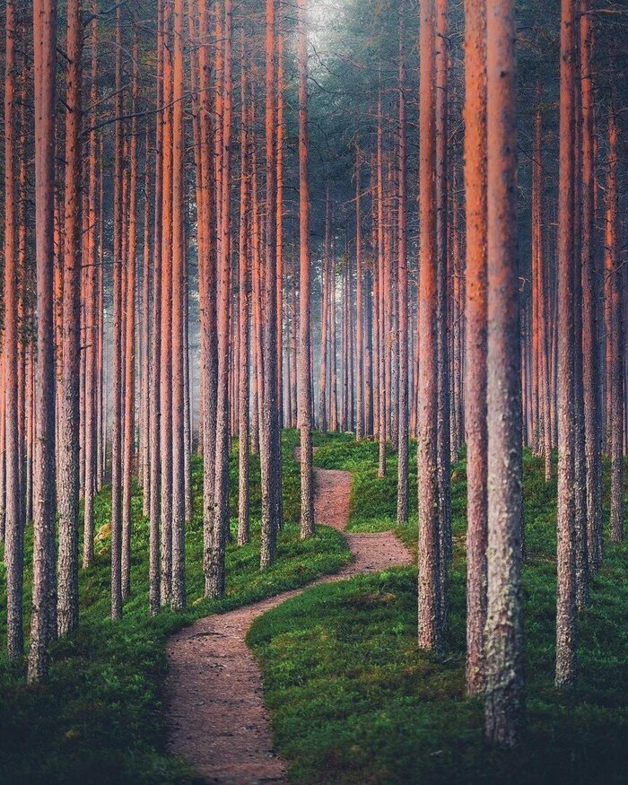 "Корабельные сосны" шли на изготовление хрупких, часто заменяемых мачт