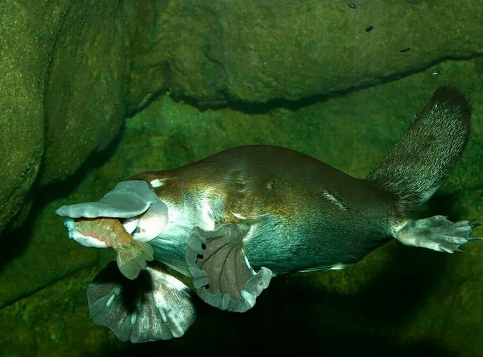 Пока вы доедаете кашу с маслом, утконос завтракает гигантскими креветками. Давайте позавидуем ему вместе.