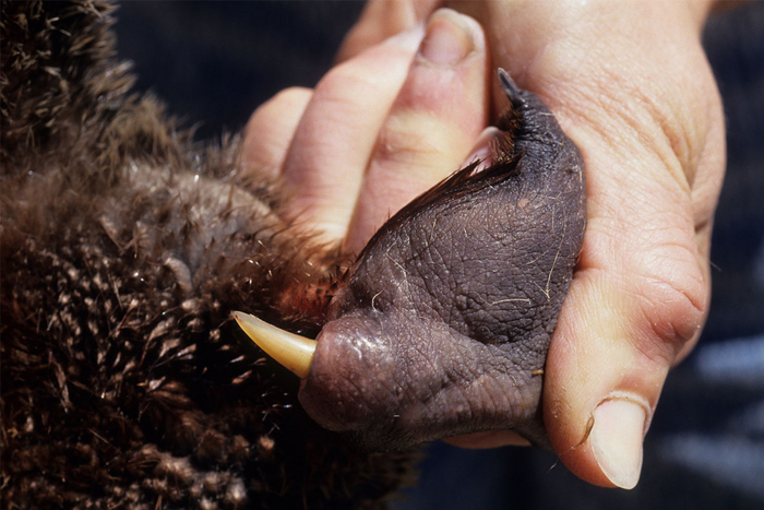 Такая шпора есть только у самцов, чтобы сражаться за самку.