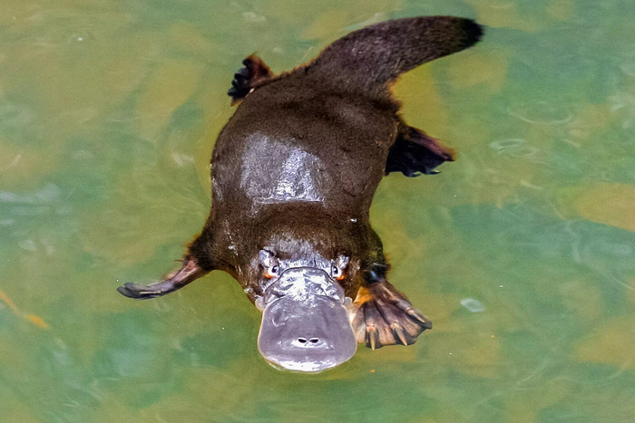 Ну что, готов испытать нестерпимую боль?