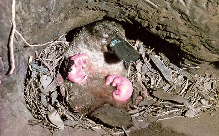 Молоко утконосов похоже на обычное молоко других млекопитающих. Оттого ещё интереснее, что оно течёт не из молочных желез, а из пор тела! То есть выделяется как обычный пот на пузике!