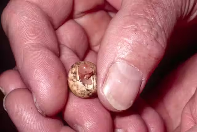 Утконосы появляются совсем крошечными, а яйца зверей раза в два меньше перепелиных.