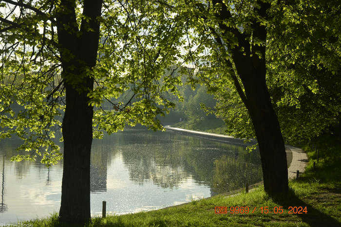 Пелена над прудом