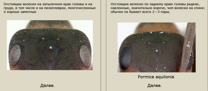 А вы думали, я тут шутки шучу? Скриншот из онлайн-определителя муравьёв.