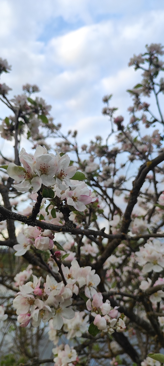 Сладкий аромат
