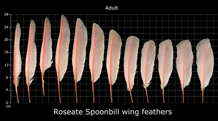 Честно говоря, пёрышки колпицы не стоят своих денег.