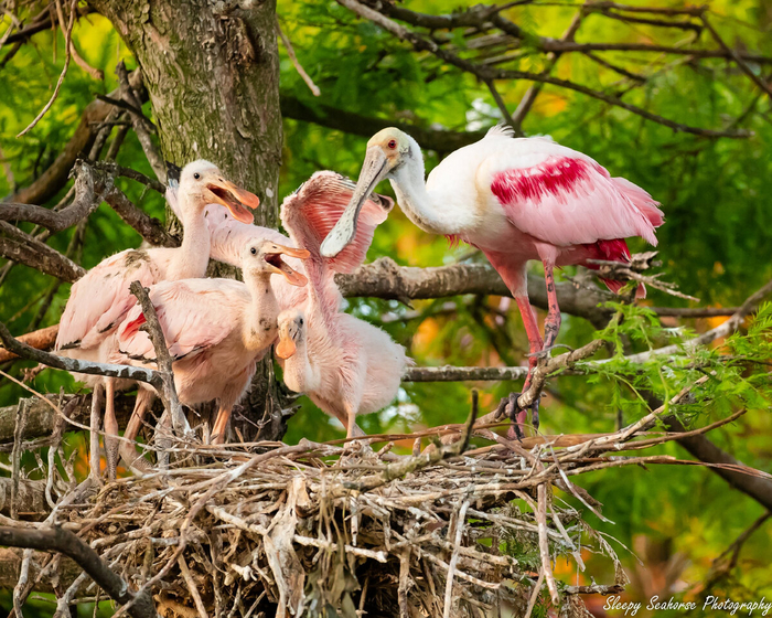 Семейные посиделки у родителей дома. И как только гнездо выдерживает?
