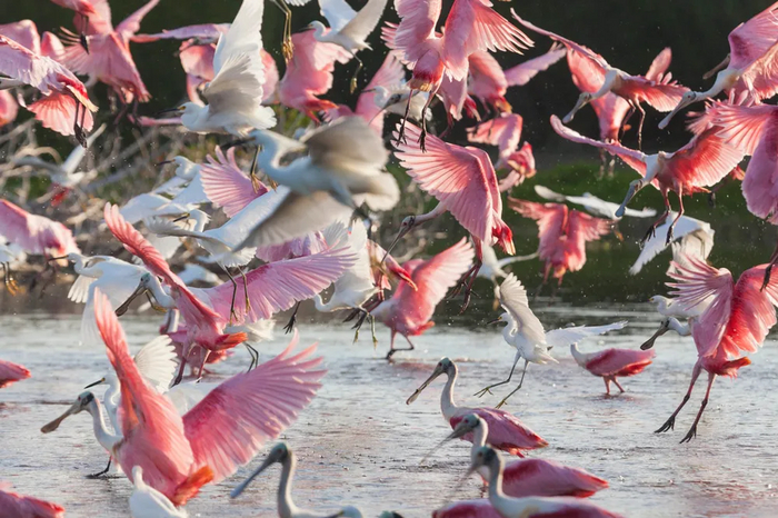 По этому фото можно сказать две вещи. У колпиц с численностью полный порядок, и они охотно образуют смешанные стаи с некоторыми другими видами птиц.