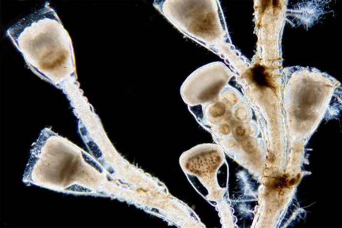    .     .    .  ,    ,  .