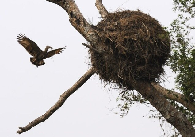 Молотоглавы любят украшать дома всякими милыми штучками, вроде покрышек или костей. Но на вкус и цвет, как говорится.
