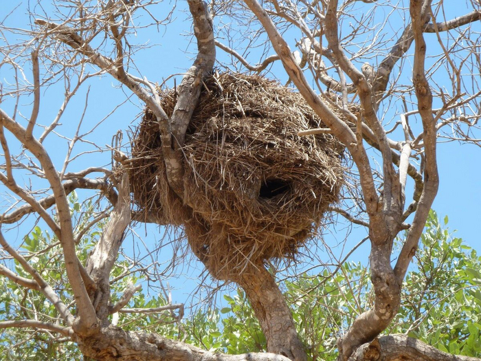 Безопасный ночлег для одиноких путников саванны.