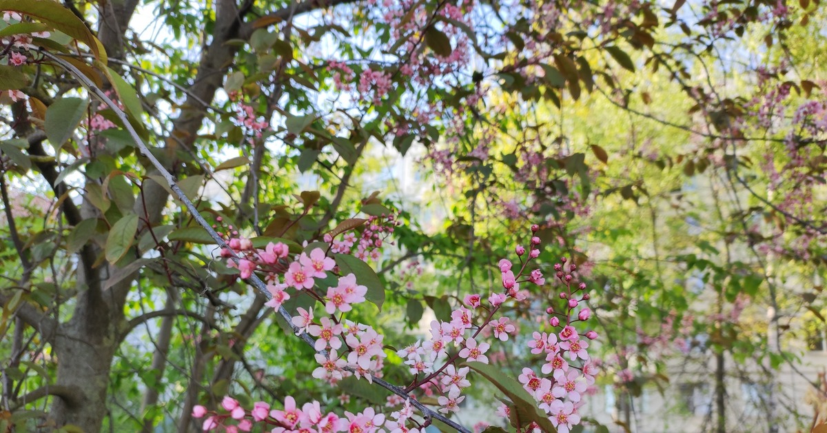 Розовая черемуха | Пикабу