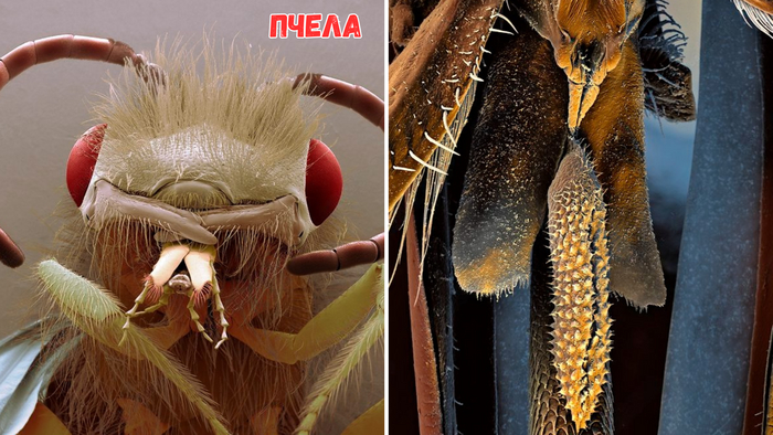 Ротовой аппарат пчелы. Адаптирован для сбора нектара и пыльцы. Имеет вид вытянутого хоботка.