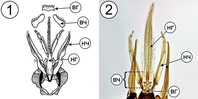 Обозначения на схеме: ВГ – верхняя губа, НГ – нижняя губа, ВЧ – верхние челюсти, НЧ – нижние челюсти.