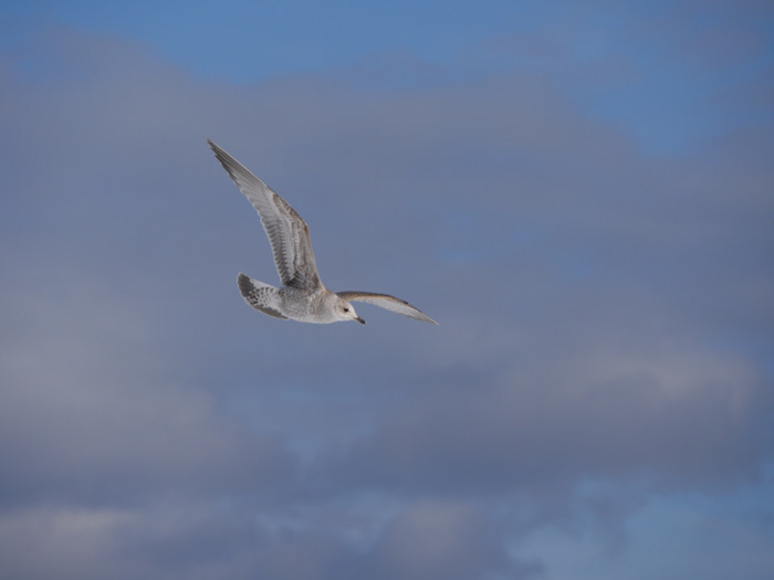 ����� ������������ �����������.