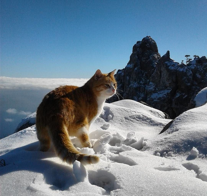 "Альпеншток есть? А если найду?"