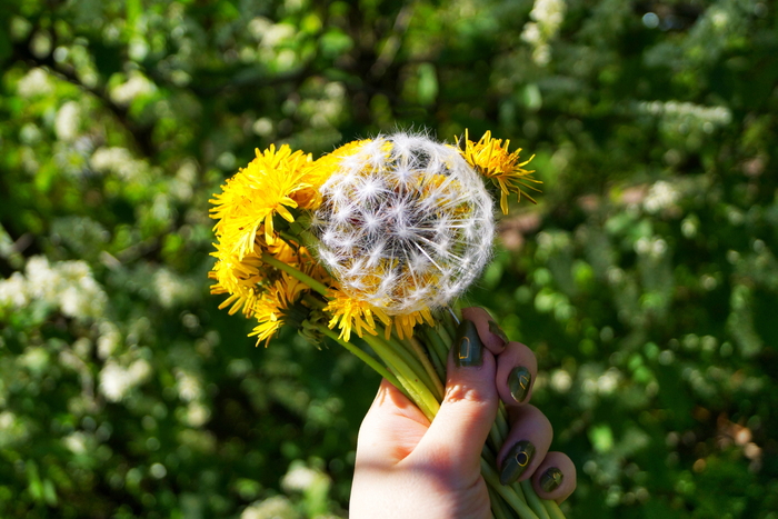 Я и мои друзья - одуванчики | Пикабу