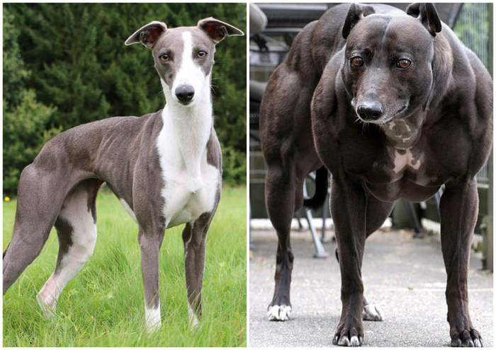 Как я себя чувствую до и после похода в зал (слева — как выглядит порода уипет. Справа — собака той же породы, но с мутацией генов).