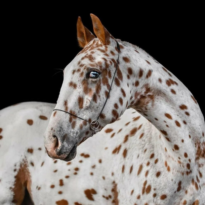 Люди с веснушками, отбейте пятюню!